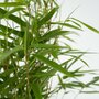 Voir la diapositive 3 : PLANT IN A BOX Bambou non-traçant - Set de 6 - Fargesia rufa - Hauteur 25-40cm - ⌀13cm