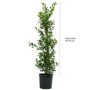 Voir la diapositive 2 : Houx vert
