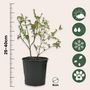 Voir la diapositive 2 : PLANT IN A BOX Plantes fruitières - Set de 4 - Actinidia, Vaccinium, Lycium - H25-40cm - ⌀9cm