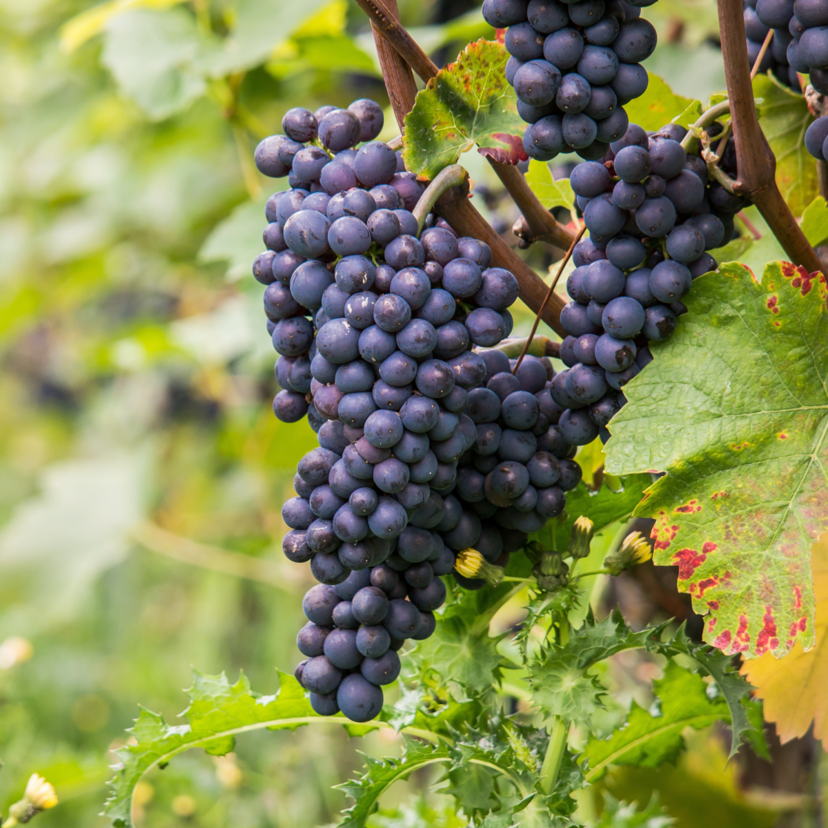 PLANT IN A BOX Vigne à raisin - Vitis vinifera ‘Nero' - Hauteur 60-75cm - ⌀21cm