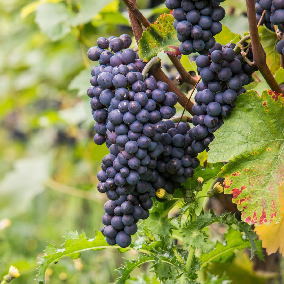 PLANT IN A BOX Vigne à raisin - Vitis vinifera ‘Nero' - Hauteur 60-75cm - ⌀21cm