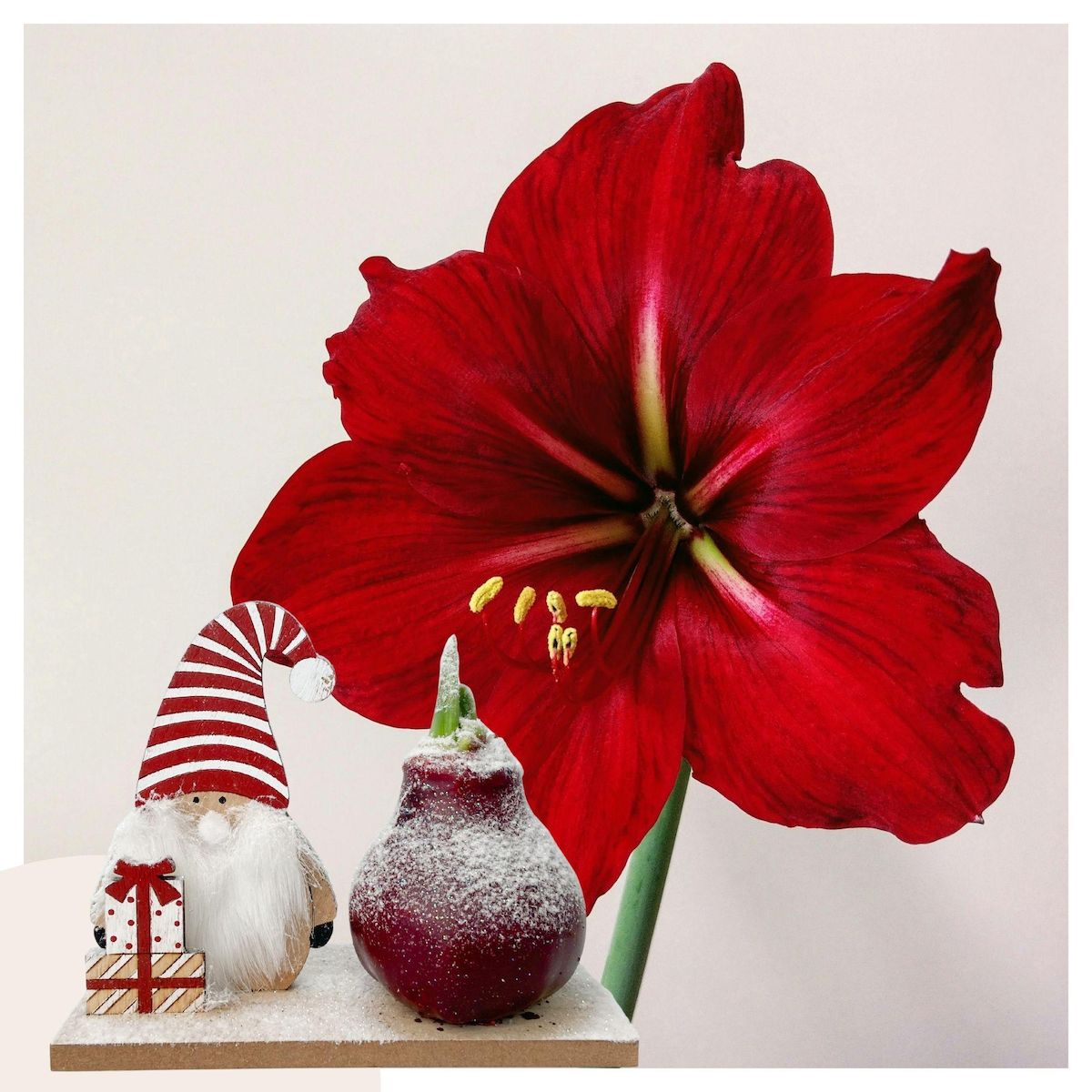 PLANT IN A BOX Amaryllis - Hippeastrum 'Pays des Merveilles Lutin'