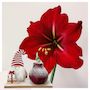 Voir la diapositive 5 : PLANT IN A BOX Amaryllis - Hippeastrum 'Pays des Merveilles Lutin'