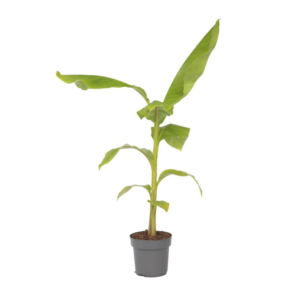 PLANT IN A BOX Bananier du Japon - Musa basjoo - Hauteur 55-70cm - ⌀21cm