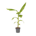 PLANT IN A BOX Bananier du Japon - Musa basjoo - Hauteur 55-70cm - ⌀21cm