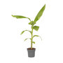 Voir la diapositive 1 : PLANT IN A BOX Bananier du Japon - Musa basjoo - Hauteur 55-70cm - ⌀21cm