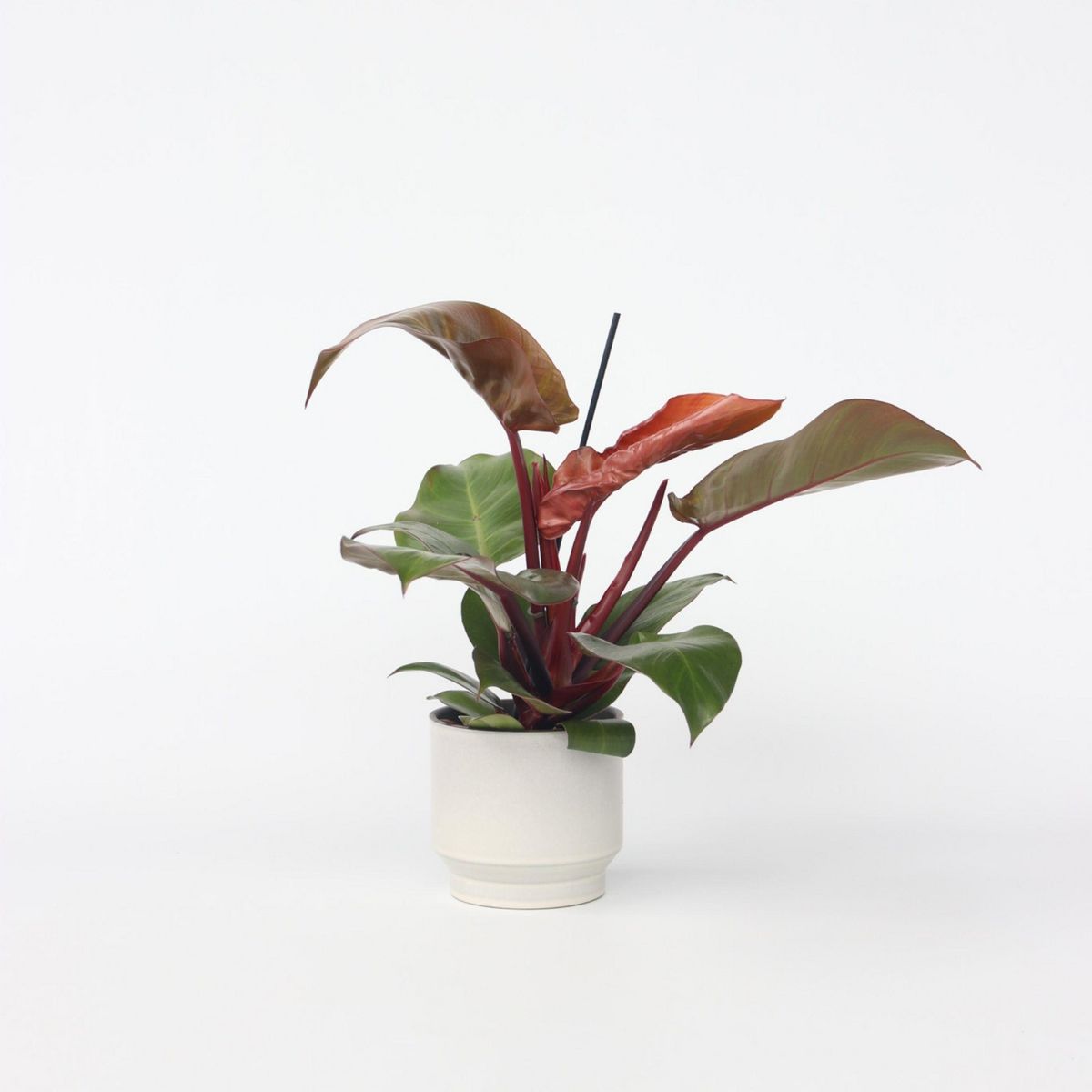 PLANT IN A BOX Plante verte - Philodendron 'Sun Light' - Hauteur 20-30cm - ⌀12cm