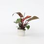 Voir la diapositive 5 : PLANT IN A BOX Plante verte - Philodendron 'Sun Light' - Hauteur 20-30cm - ⌀12cm