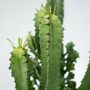 Voir la diapositive 3 : PLANT IN A BOX Euphorbe ingens - Euphorbia ingens - Hauteur 50-60cm - ⌀17cm