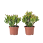 Voir la diapositive 1 : PLANT IN A BOX Arbre de jade - Lot 2 - Crassula ovata 'Hobbit' - Hauteur 10-20cm - ⌀12cm