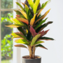 Voir la diapositive 5 : PLANT IN A BOX Croton - Codiaeum variegatum 'Mrs. Iceton' - Hauteur 140-150cm - ⌀31cm