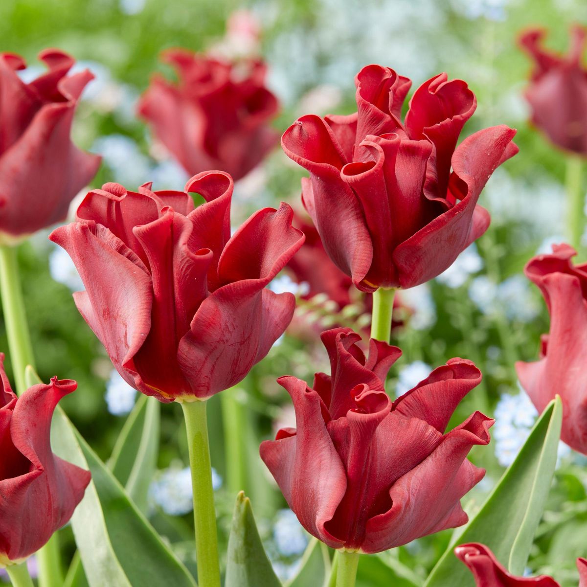 PLANT IN A BOX Bulbes de tulipes 'Red Dress' - Lot de 10 - Rouge foncé - Rustiques & vivaces