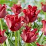 Voir la diapositive 5 : PLANT IN A BOX Bulbes de tulipes 'Red Dress' - Lot de 10 - Rouge foncé - Rustiques & vivaces