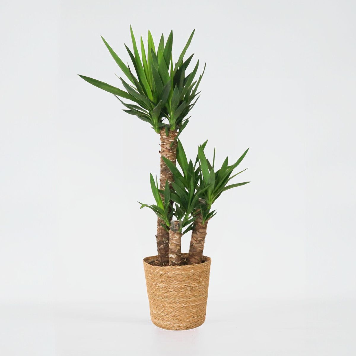 PLANT IN A BOX Pied d'éléphant - Yucca elephantipes - Hauteur 70-80cm - ⌀21cm