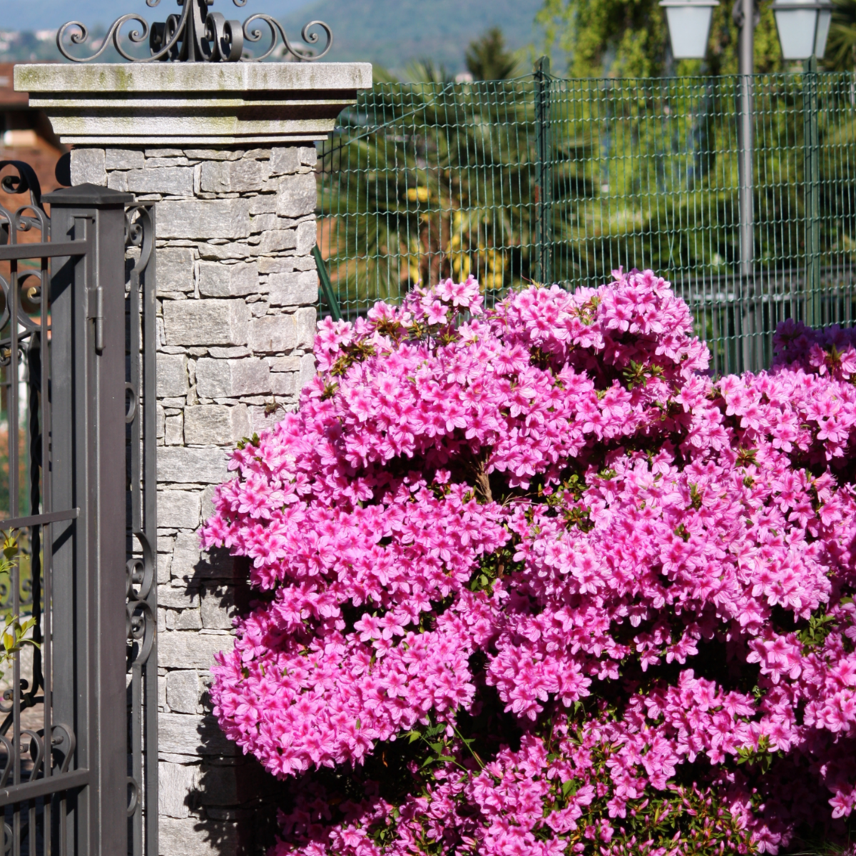 PLANT IN A BOX Azalée - Set de 4 - Rhododendron azalea 'Anouk' - Hauteur 25-40cm - ⌀17cm