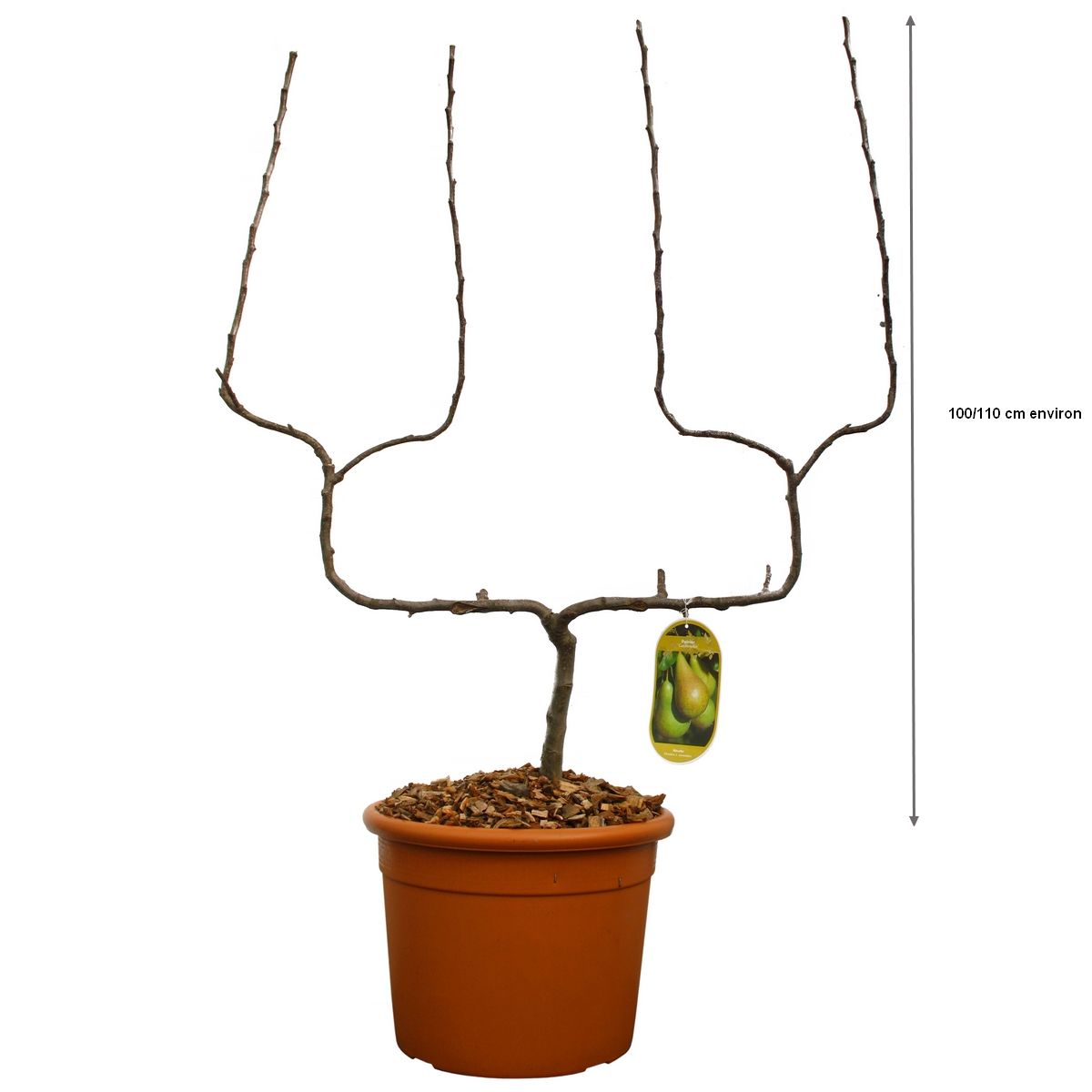 Poirier palmette U double : Beurré Hardy