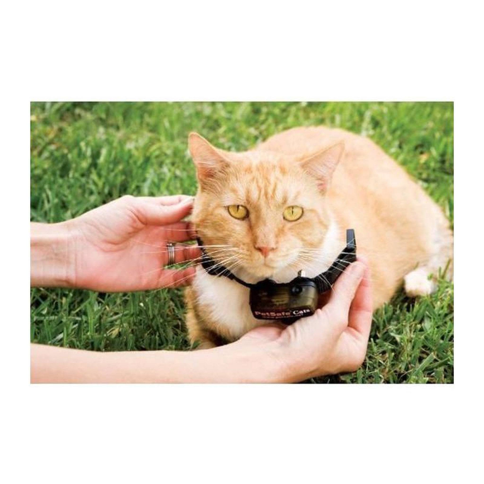 Voir la diapositive 1 : PETSAFE PETSAFE Collier supplementaire Special Chat