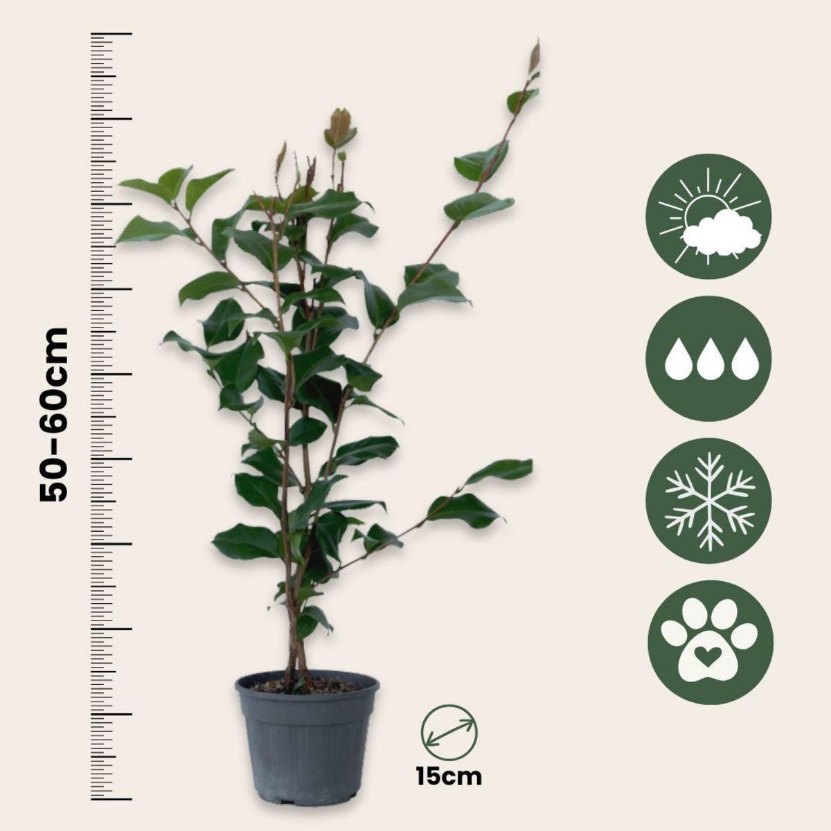 PLANT IN A BOX Camélia - Set de 2 - Camellia japonica 'Dr. King' - Hauteur 50-60cm - ⌀15cm