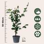 Voir la diapositive 2 : PLANT IN A BOX Camélia - Set de 2 - Camellia japonica 'Dr. King' - Hauteur 50-60cm - ⌀15cm