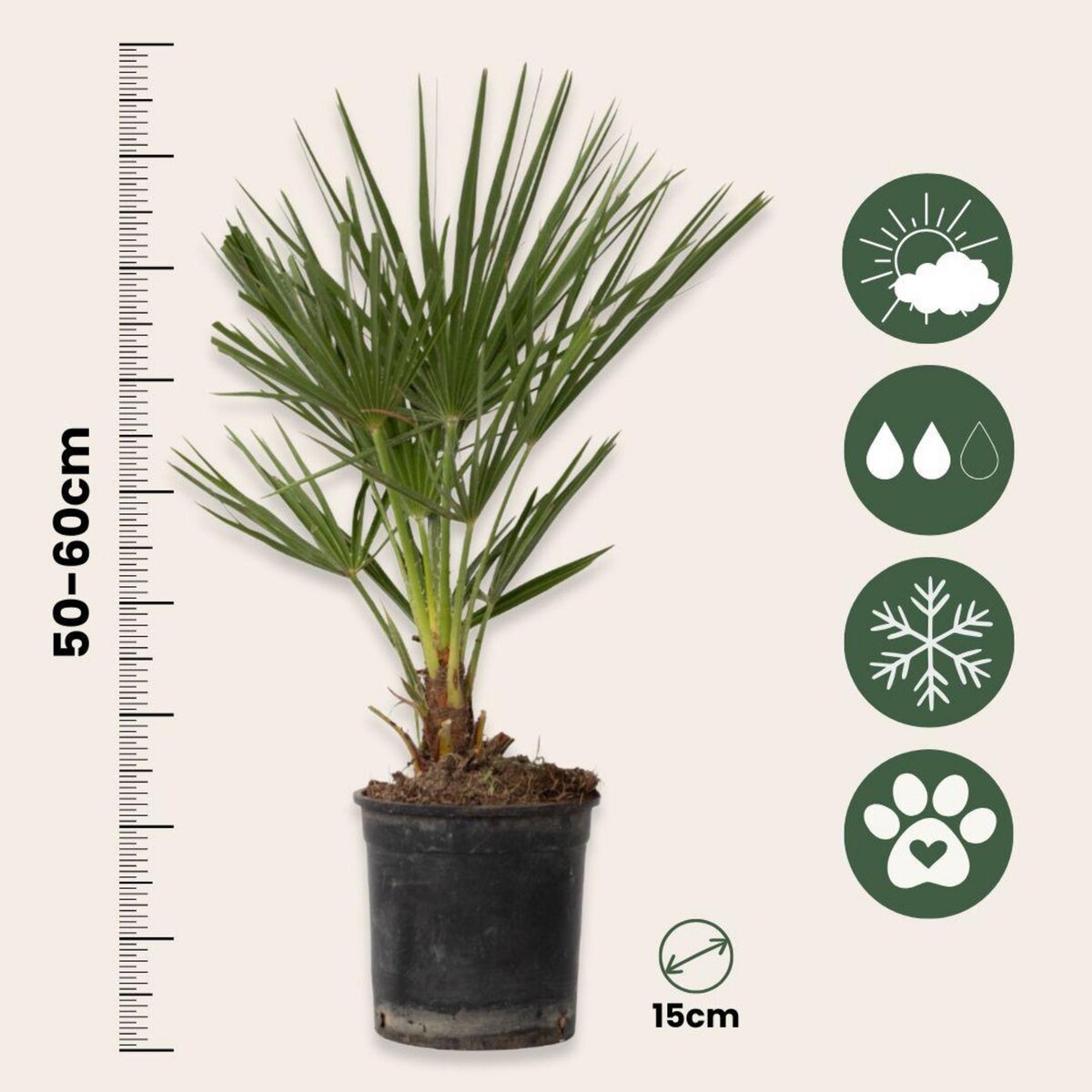 PLANT IN A BOX Palmier nain - Chamaerops humilis - Hauteur 50-60cm - ⌀15cm