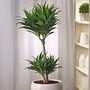 Voir la diapositive 4 : PLANT IN A BOX Dragonnier - Dracaena surculosa - Hauteur 50-65cm - ⌀17cm