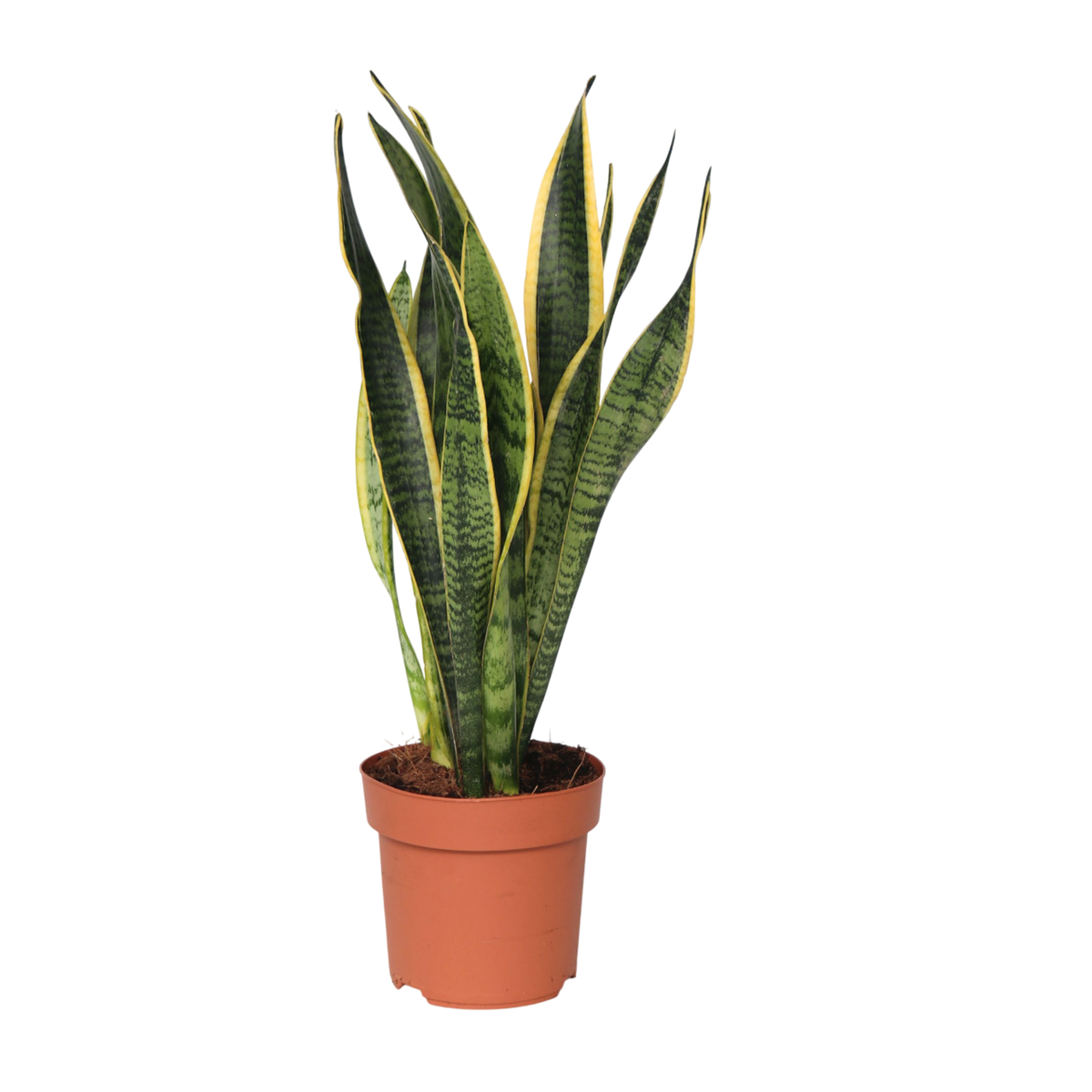 PLANT IN A BOX Langue de belle-mère - Sansevieria trifasciata Laurentii - H40-50cm - ⌀14cm