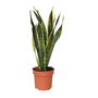 Voir la diapositive 1 : PLANT IN A BOX Langue de belle-mère - Sansevieria trifasciata Laurentii - H40-50cm - ⌀14cm