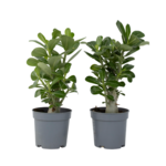 PLANT IN A BOX Rose du désert - Set de 2 - Adenium obesum - Hauteur 25-40cm - ⌀10,5cm