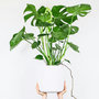 Voir la diapositive 4 : PLANT IN A BOX Plante à trous - Set de 2 - Monstera deliciosa - Hauteur 70-80cm - ⌀21cm
