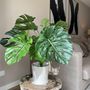 Voir la diapositive 5 : PLANT IN A BOX Monstera artificiel - Hauteur 85cm