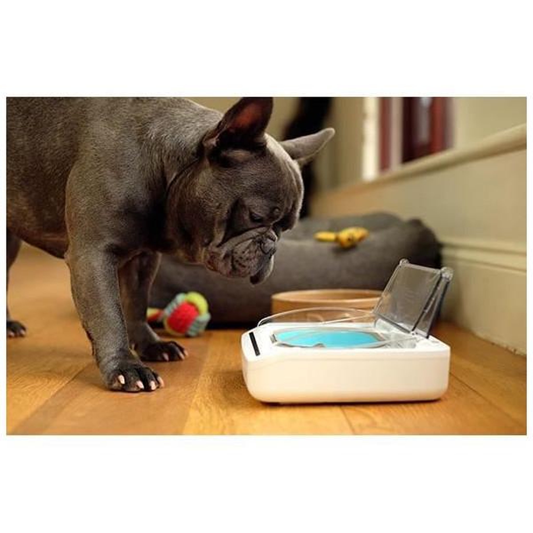 Voir la diapositive 4 : Pet Safe Surefeed distributeur de nourriture automatique pour chat anti-odeur - blanc (livré avec un bol simple)