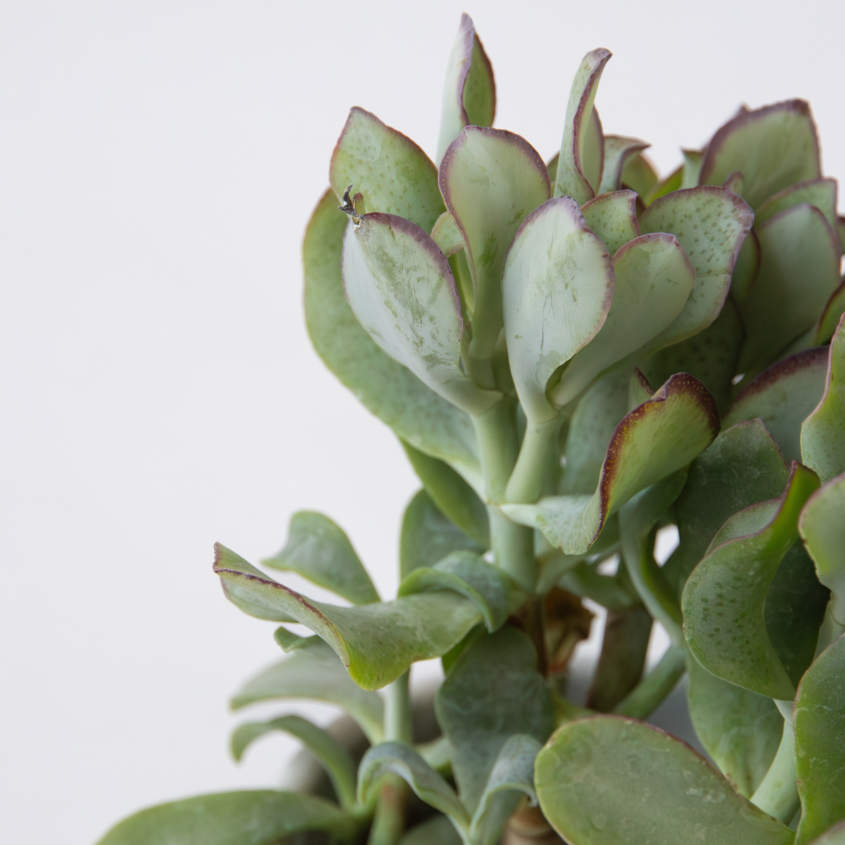 PLANT IN A BOX Plante de jade - Lot de 2 - Crassula arborescens 'Curly' - Pot 12 cm