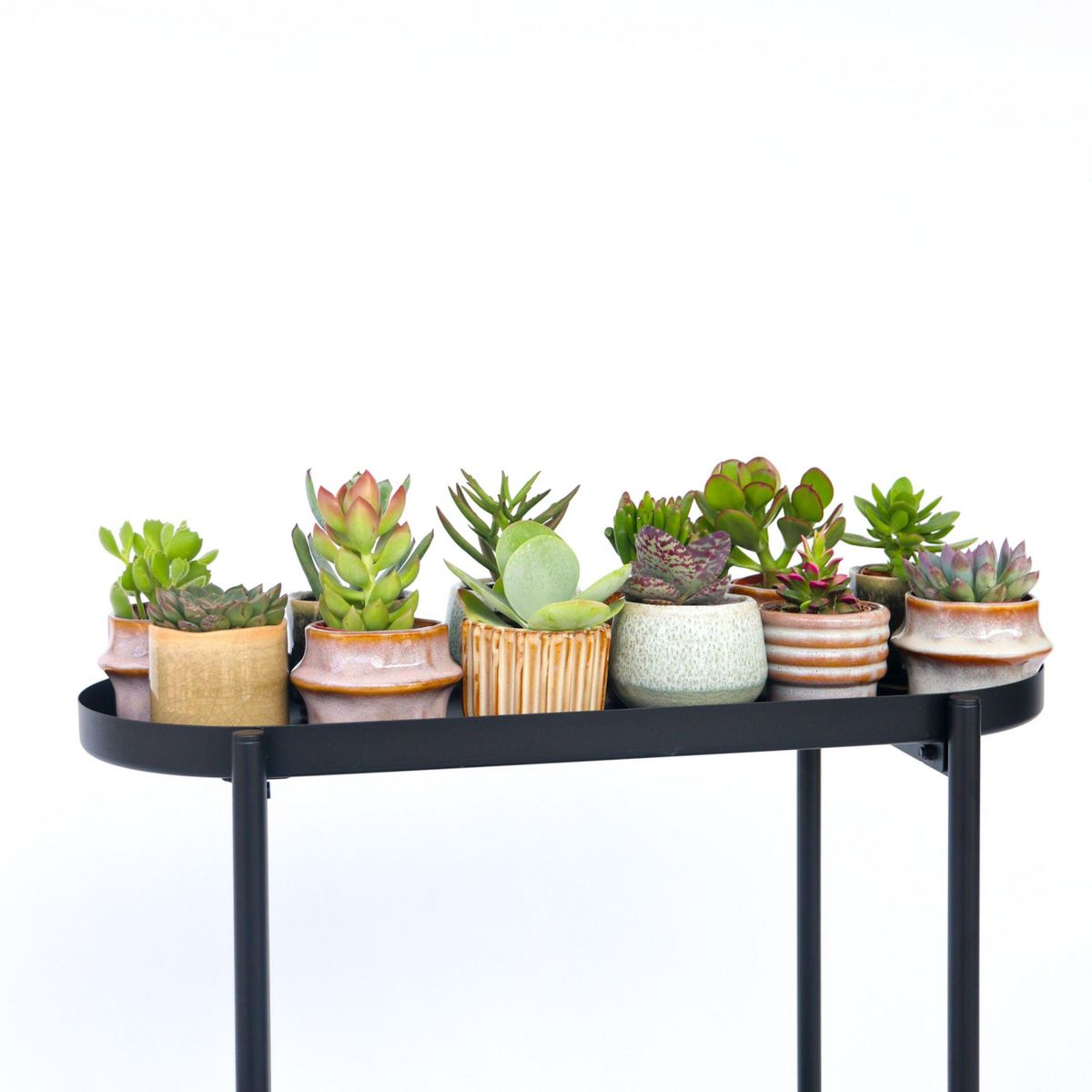 PLANT IN A BOX Mélange de petites succulentes - Set de 12 - Succulent Mix - H5-10cm - ⌀5,5cm