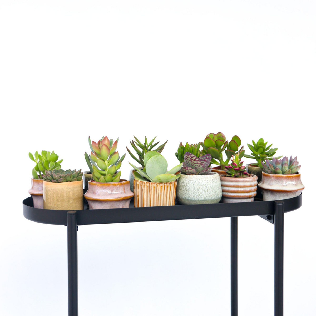 PLANT IN A BOX Mélange de petites succulentes - Set de 12 - Succulent Mix - H5-10cm - ⌀5,5cm