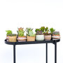 Voir la diapositive 4 : PLANT IN A BOX Mélange de petites succulentes - Set de 12 - Succulent Mix - H5-10cm - ⌀5,5cm