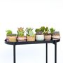 Voir la diapositive 4 : PLANT IN A BOX Mélange de petites succulentes - Set de 12 - Succulent Mix - H5-10cm - ⌀5,5cm
