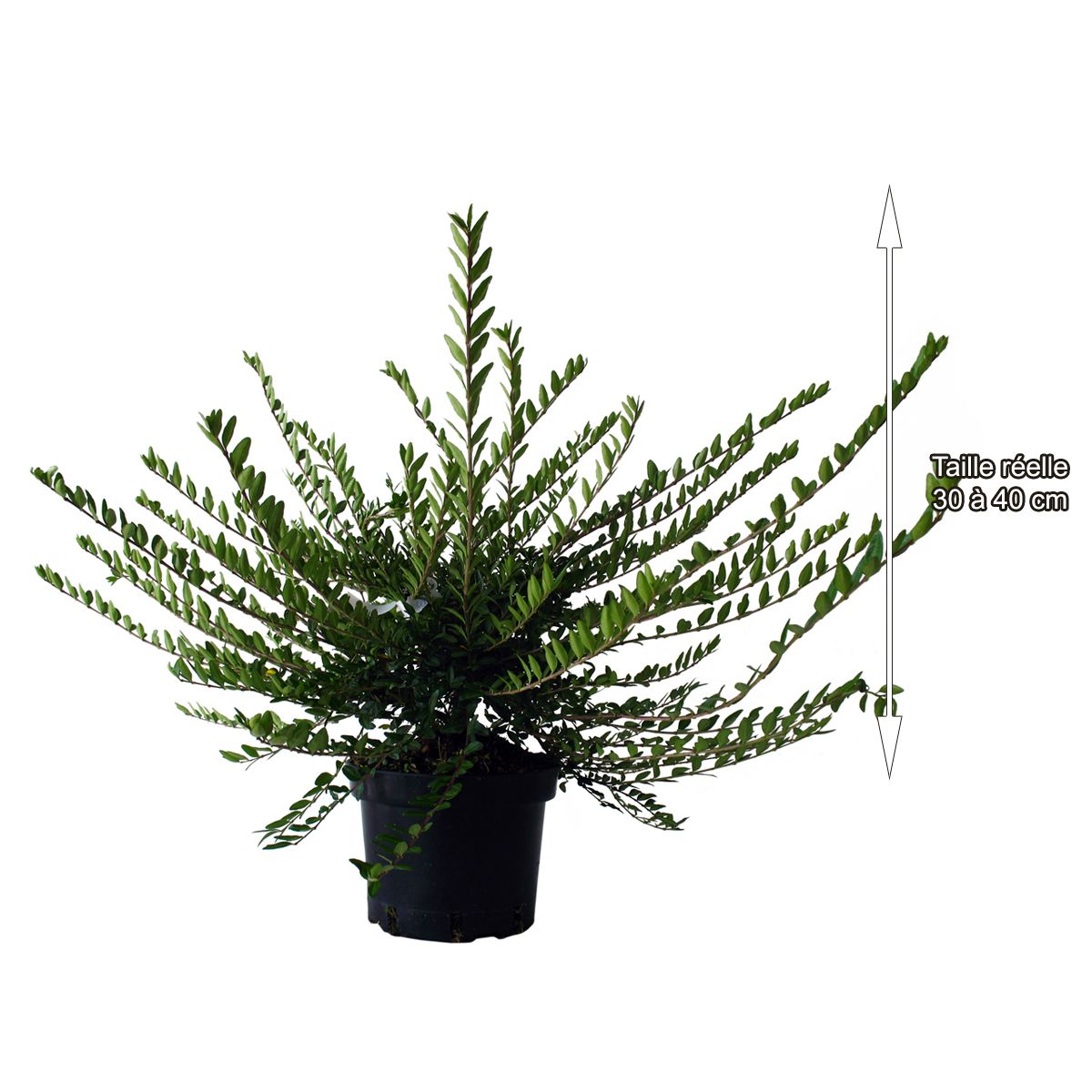 Chèvrefeuille rampant