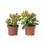 PLANT IN A BOX Arbre de jade - Lot de 2 - Crassula ovata 'Sunset' - Hauteur 15-20cm - ⌀12cm
