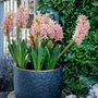 Voir la diapositive 4 : PLANT IN A BOX Jacinthe - Set de 15 - Hyacinthus 'Gipsy Queen' - Bulbes à fleurs - Orange