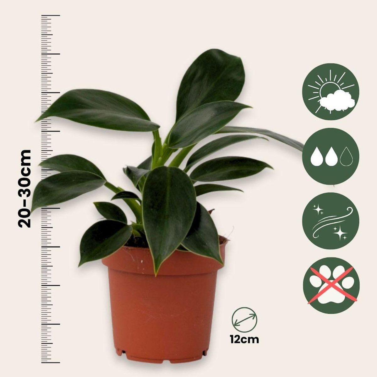 PLANT IN A BOX Plante verte - Philodendron 'Green Princess' - Hauteur 20-30cm - ⌀12cm