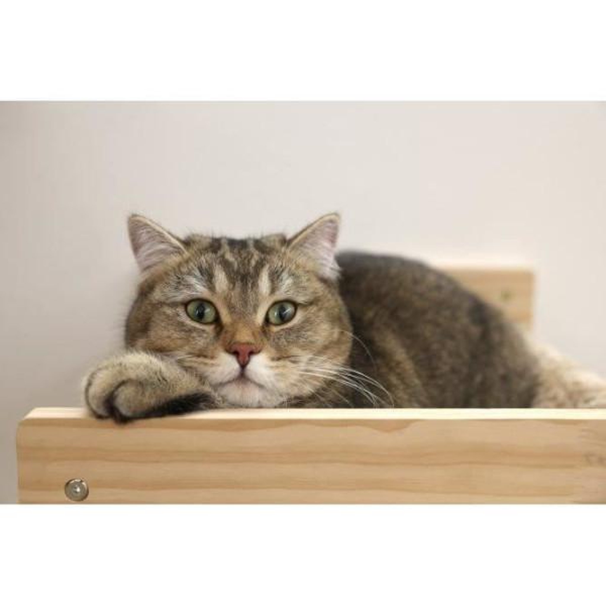 Voir la diapositive 4 : KERBL KERBL - Hamac mural pour chats - TIMBER - 38 x 33,5 x 16 cm - Bois massif - Tissu peluche