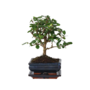 Voir la diapositive 1 : PLANT IN A BOX Bonsaï - Carmona microphylla - Hauteur 25-30cm - ⌀15cm
