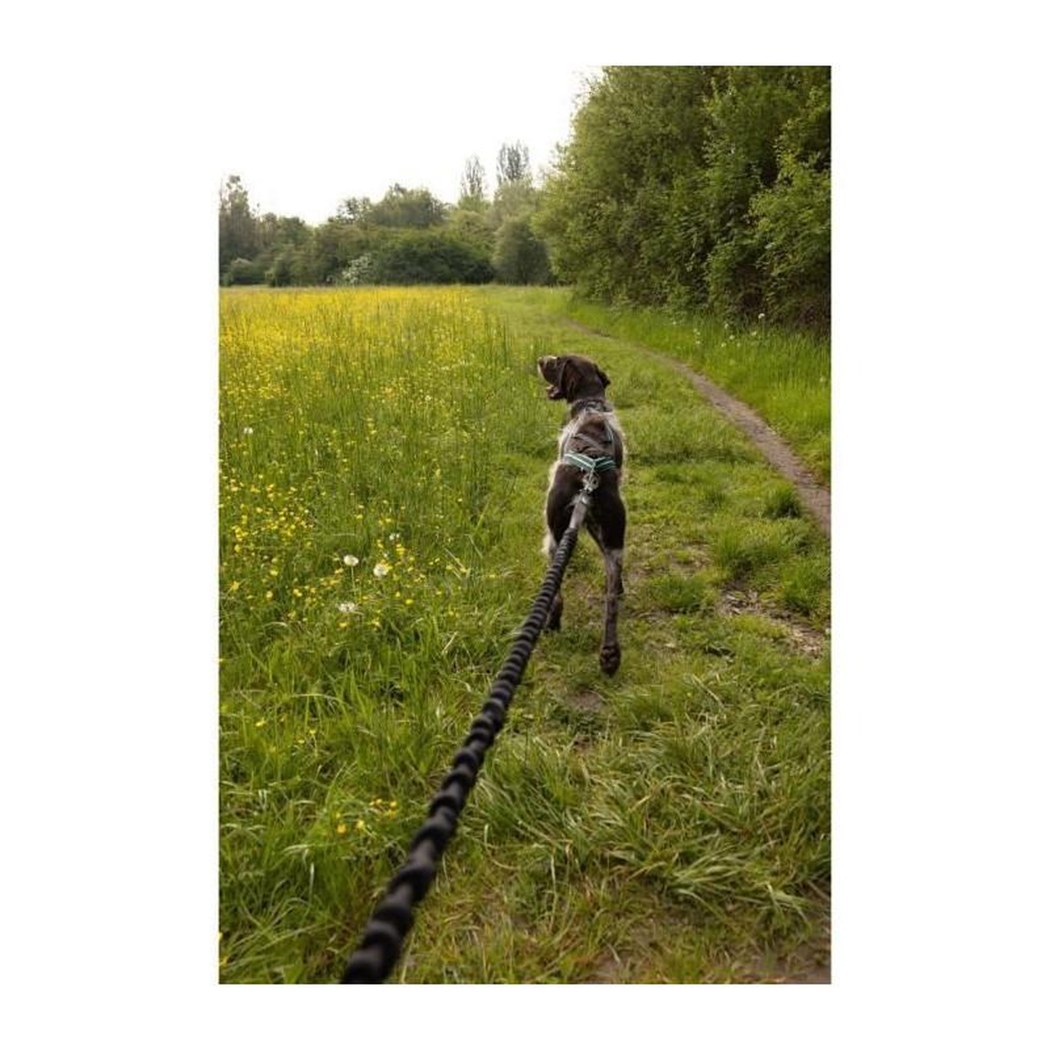 Voir la diapositive 3 : GENERIQUE Longe de traction pour chien - INTENSIA - 1.9 m - Double poignée