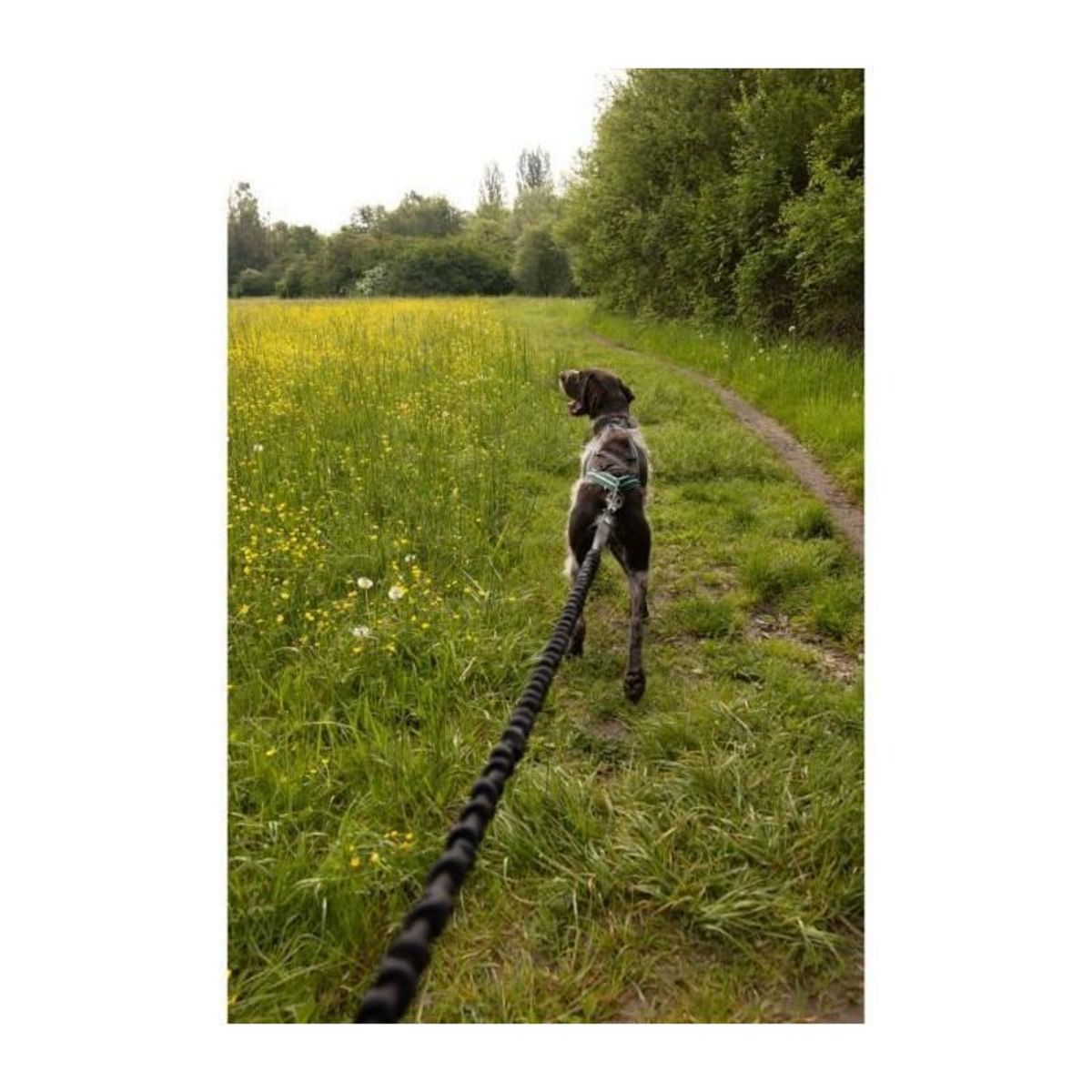 GENERIQUE Longe de traction pour chien - INTENSIA - 1.9 m - Double poignée