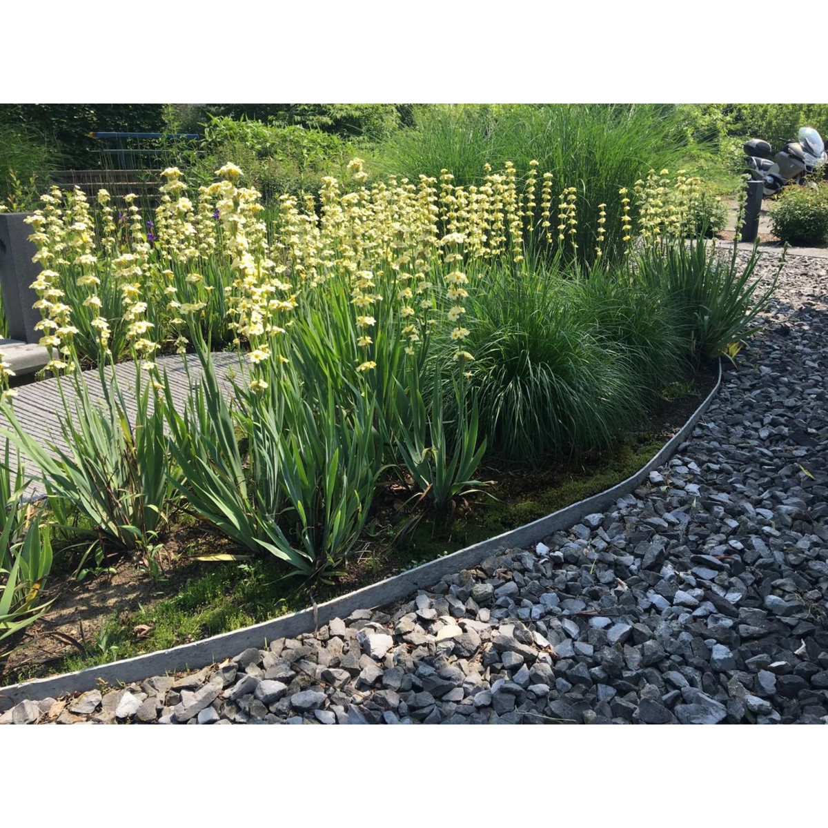 CENTRALE BRICO Bordure à dérouler Ecolat plastique gris, H.14 x L.1000 cm