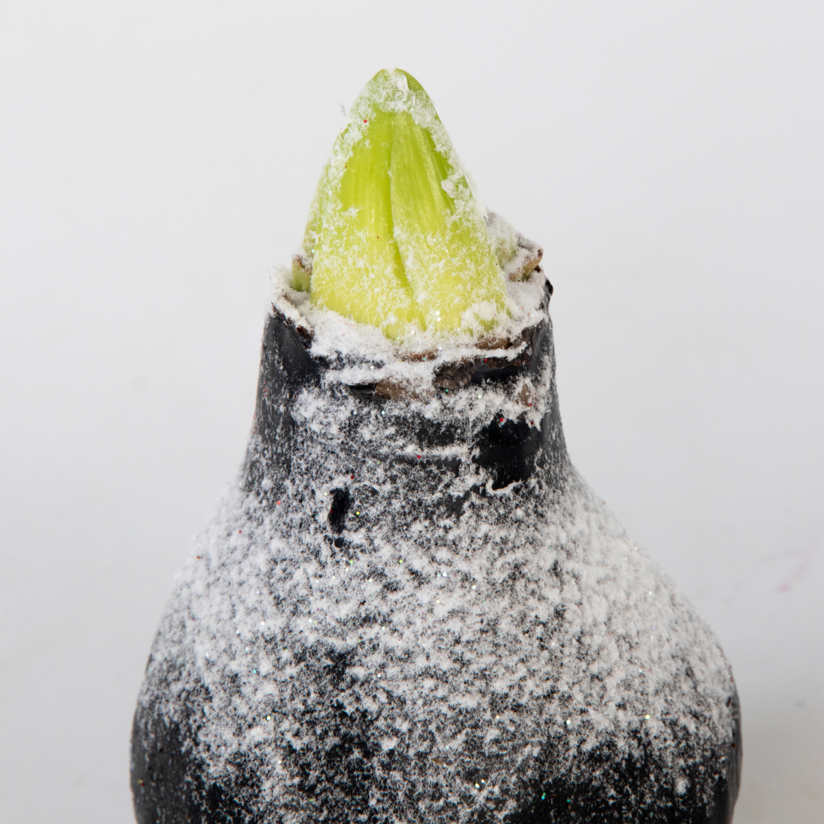 PLANT IN A BOX Amaryllis - hippeastrum 'Wax Snow Black' - Bulbe de fleur - Rouge