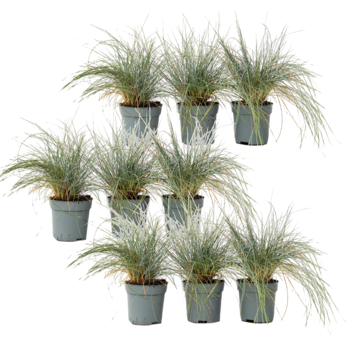 PLANT IN A BOX Fétuque - Set de 9 - Festuca glauca 'Elijah Blue' - Hauteur 10-15cm - ⌀9cm