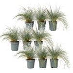 PLANT IN A BOX Fétuque - Set de 9 - Festuca glauca 'Elijah Blue' - Hauteur 10-15cm - ⌀9cm