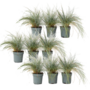 Voir la diapositive 1 : PLANT IN A BOX Fétuque - Set de 9 - Festuca glauca 'Elijah Blue' - Hauteur 10-15cm - ⌀9cm
