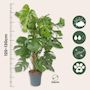 Voir la diapositive 2 : PLANT IN A BOX Plante à trous - Monstera deliciosa - Hauteur 120-130cm - ⌀24cm